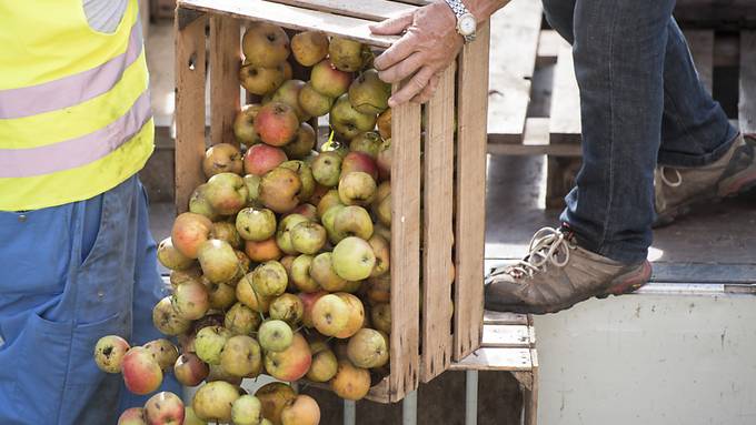 Zu wenig Most fürs Mittelland: Apfelernte fällt deutlich kleiner aus