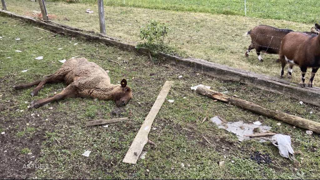 Tierdrama in Oftringen: Staatsanwaltschaft fordert Tierhalteverbot