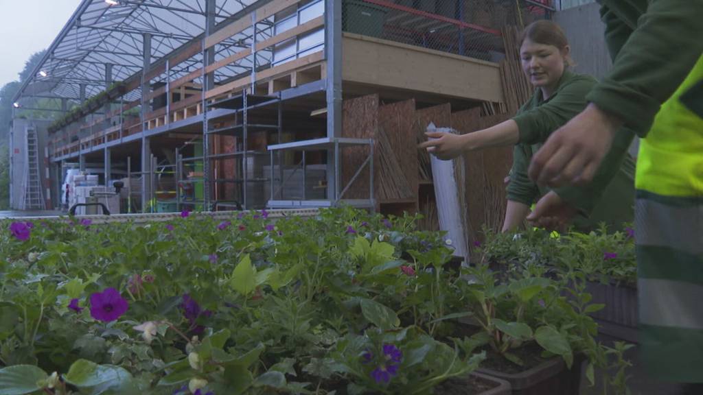 Gegen 300 Blumenkästen für die Kapellbrücke