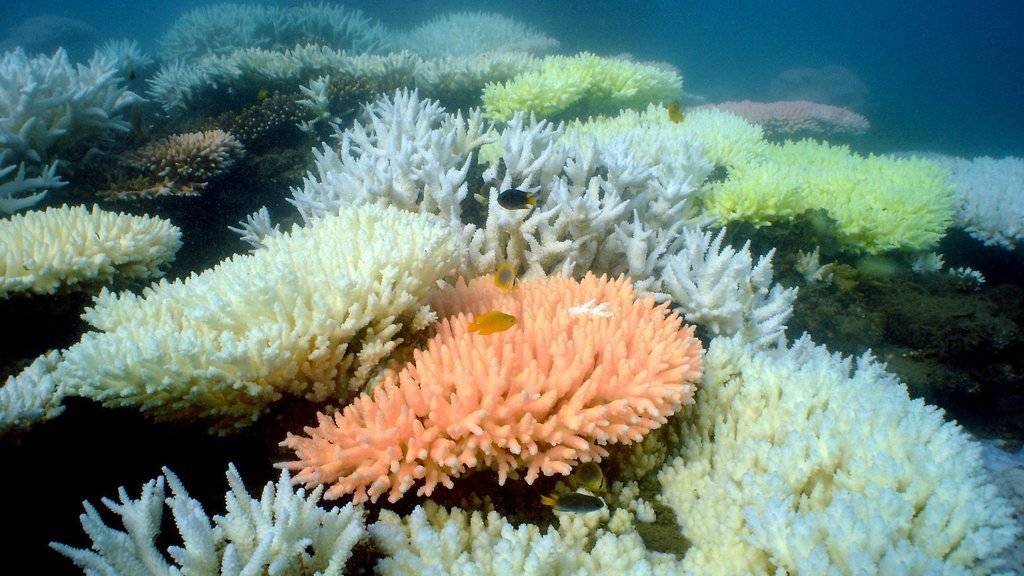 Korallen gibt es in praktisch allen Farben. Einige von ihnen wandeln das schwache blaue Licht in den Tiefen des Meeren in Orange in, damit sie es für die Energiegewinnung nutzen können. (Archiv)