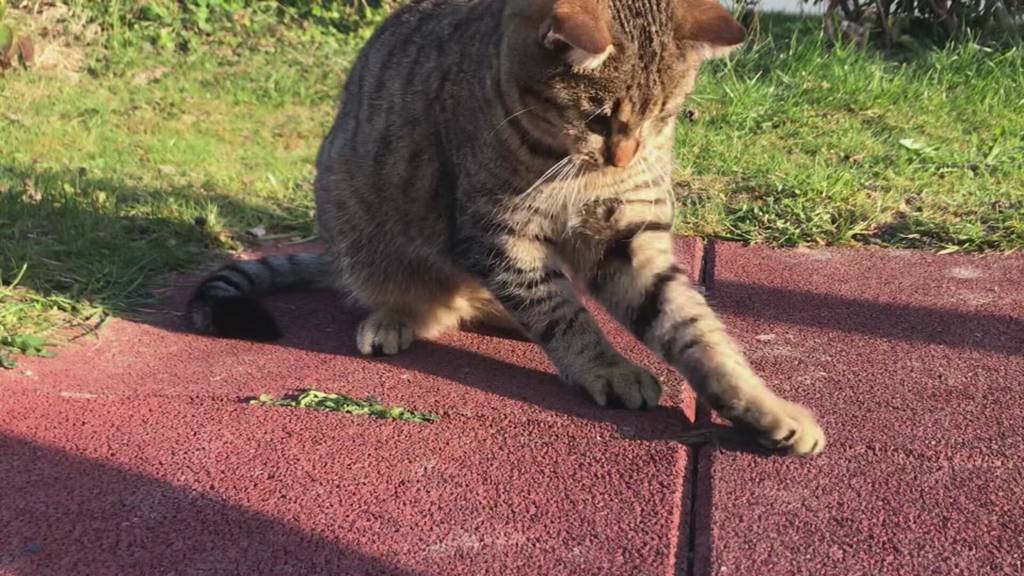 Klimaschutz Schweiz diskutiert Initiative gegen Katzen
