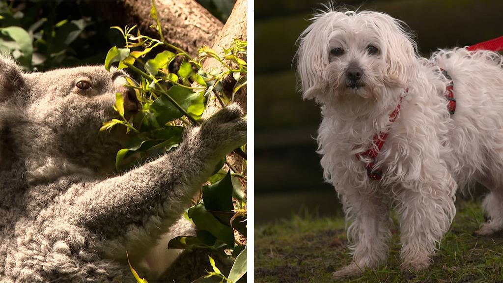 Eukalyptus Liebhaber Koala (2) / Wann kastrieren?