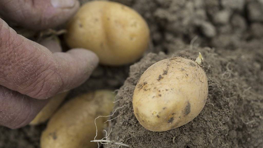 Kartoffeln würden zu einem Hauptnahrungsmittel, sollte die Schweiz sich in einem Notfallszenario selbstversorgerisch ernähren müssen.