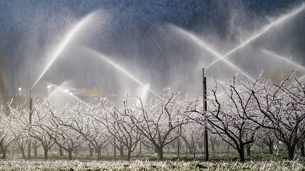 70 Prozent der diesjährigen Walliser Aprikosenernte sind vom Frost im April vernichtet worden. (Archivbild)