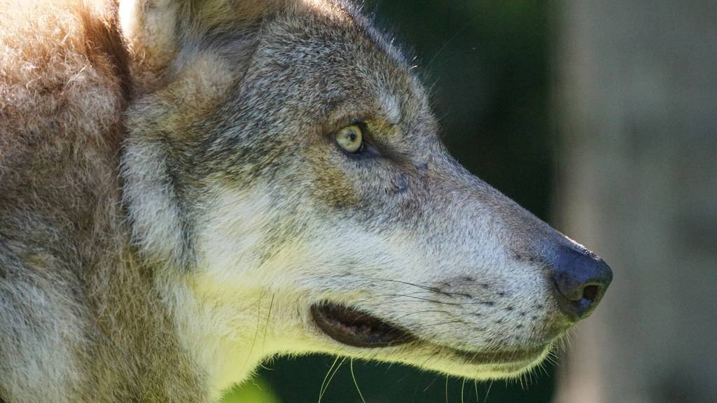 Wolfsriss im Unteralptal in Andermatt