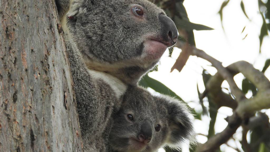 A supplied image obtained on Monday, September 20, 2021, of The seven-month-old joey, Dobby, with his mum, Shontana. A koala joey was reunited with his mum after he fell from a tree while his mum was getting some unwanted attention from a male koala. (AAP Image/Supplied by IFAW, Friends of the Koala) NO ARCHIVING, EDITORIAL USE ONLY