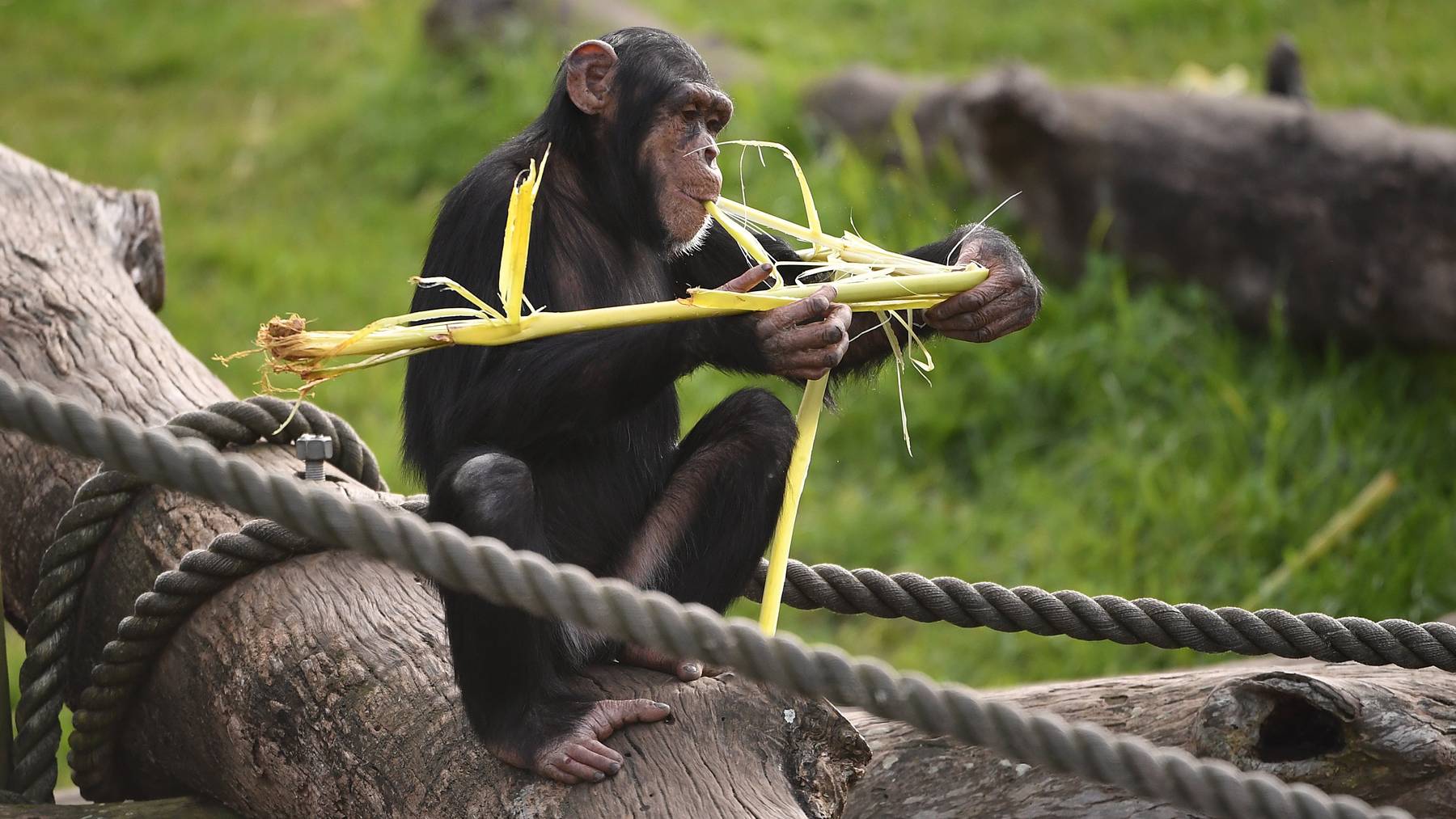 Schimpansen erlernen komplexe Fingerfertigkeiten, weil sie ein grösseres Gehirn als andere Affenarten haben.