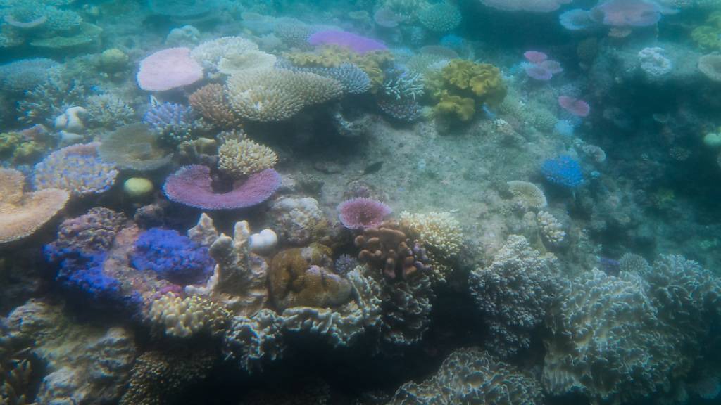 Ausbleichende Korallen im australischen Great Barrier Reef: Hitzewellen in den Ozeanen können Korallenriffe ausbleichen und absterben lassen.