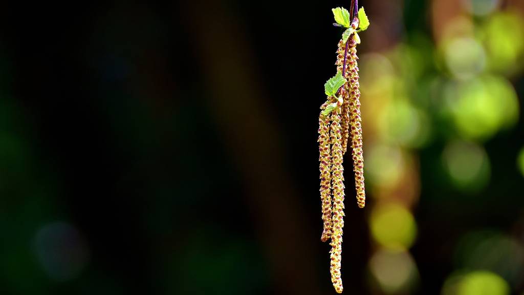 Wind und Sahara-Staub treiben einem die Pollen in Augen und Nase