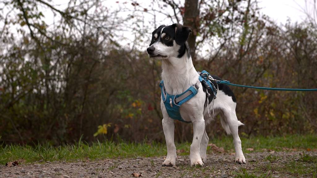 Ivko