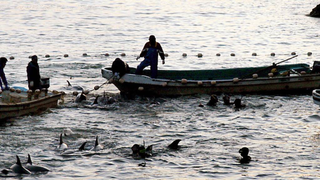 Fischer und Delfintrainer haben Delfinen in eine Lagune der Walfang-Stadt Taiji getrieben. Laut Berichten von Tierschützern brachen am Mittwoch die ersten Fischer im Walfangort Taiji zum Auftakt der bis März dauernden Treibjagd auf Delfine und andere kleine Walarten auf.
