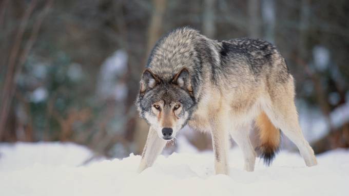 «Stärke gegenüber Wolf zeigen» – tote Hirschkuh beunruhigt Bevölkerung