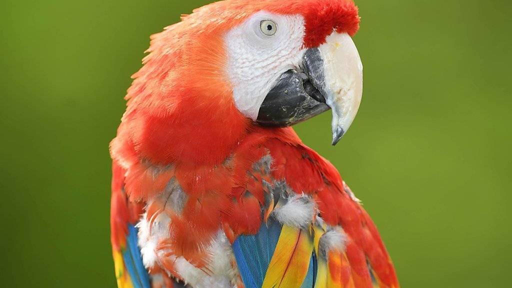 Pippi Langstrumpfs Papagei «Rosalinda», bürgerlicher Name Douglas, hat seine Gefährtin verloren. Sie kippte nach einem Kreislaufversagen von der Stange. (Archivbild)