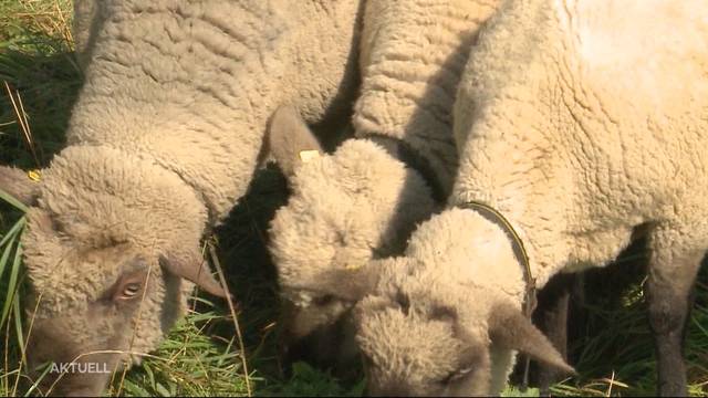 Besuch bei  Mitbewohnern der Schafdiebe