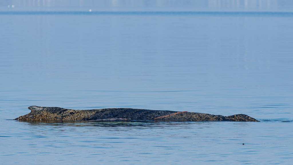 Grosswal an der deutschen Ostseeküste gestrandet – Rettung läuft