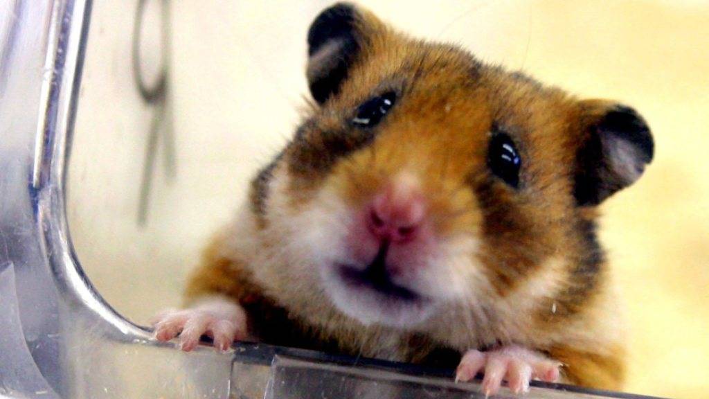 Auch Hamster wohnen gerne schön. Dann sind sie optimistischer, wie Forscher herausgefunden haben. (Archivbild)