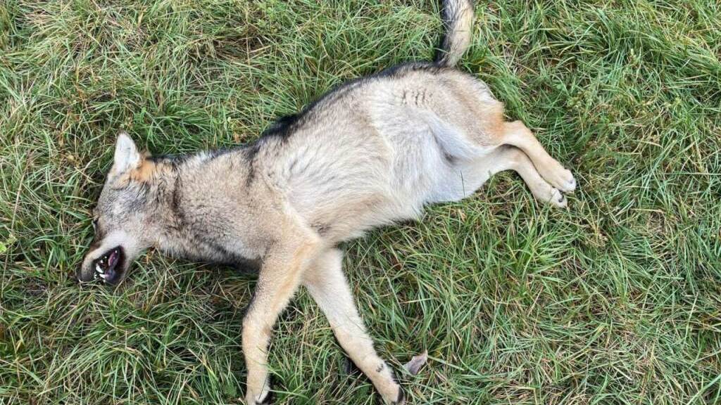 Im Wallis wurden Ende 2021 zwei Wölfe bei Zusammenstössen mit Fahrzeugen getötet. Im Bild der im Pfynwald gefundene Kadaver. (Archivbild)