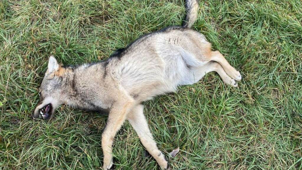 Im Wallis wurden Ende 2021 zwei Wölfe bei Zusammenstössen mit Fahrzeugen getötet. Im Bild der im Pfynwald gefundene Kadaver. (Archivbild)