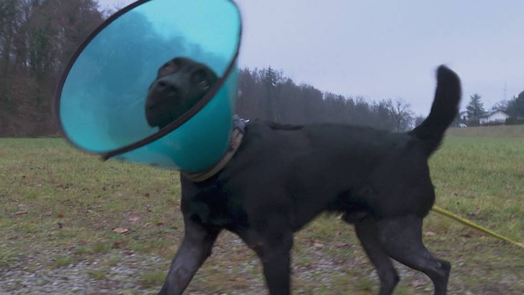 Stark angeschlagen: Rüde Moritz ist nach Hundeattacke in Niederlenz wieder Zuhause