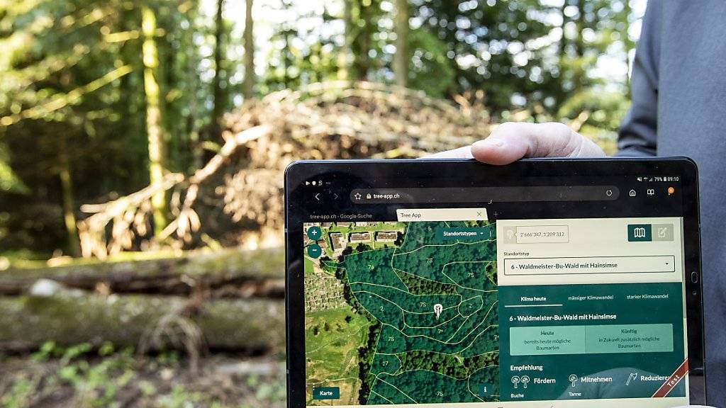 Eine neue App für Forstfachleute zeigt, welche Bäume im Wald auch bei veränderten klimatischen Bedingungen eine Zukunft haben.