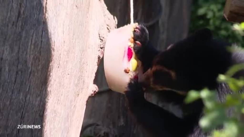 Glacé aus Früchten oder Blut: Die Vorlieben der Tiere im Zoo Zürich