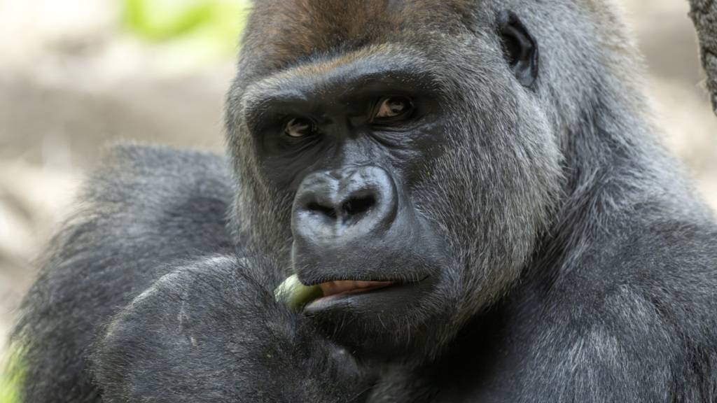 Der 13-jährige Silberrücken Yeba ist der neue Anführer der Gorilla-Gruppe im Zoo Basel.