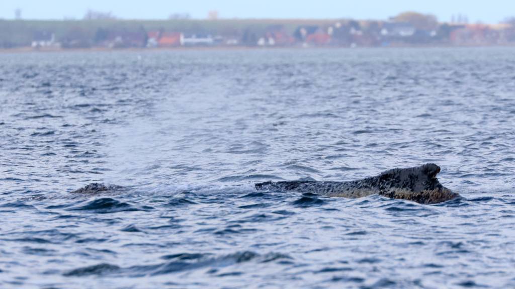 Der vor rund einer Woche bei Timmendorfer Strand an der Ostseeküste gestrandete Buckelwal liegt noch immer in der Wismarbucht. Foto: Bodo Marks/dpa