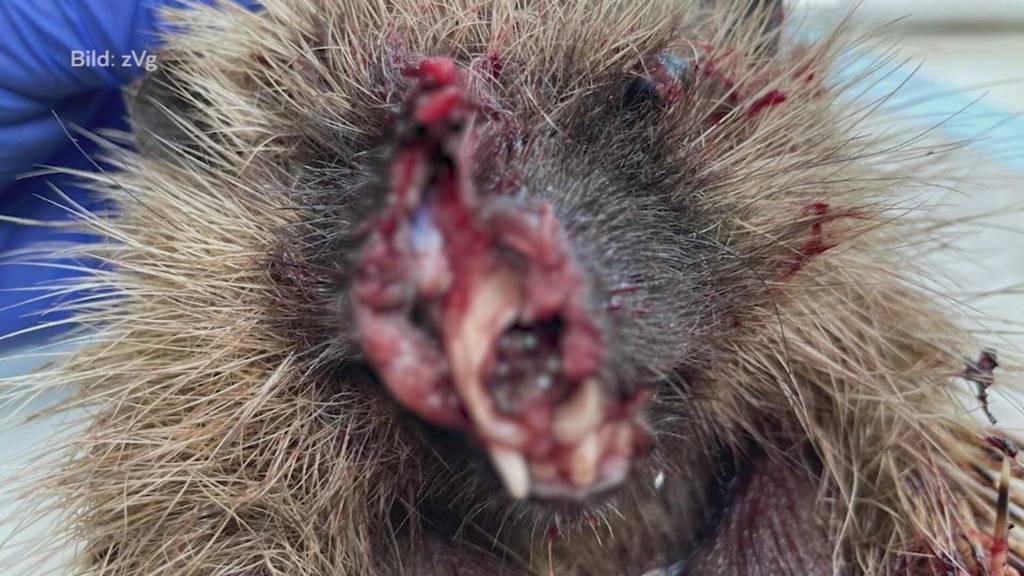 Todesfalle Gartengerät: Igelauffangstation Dürrenäsch muss mehrere Tiere erlösen