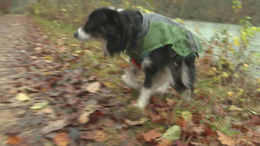 Hundeangriff: In Rupperswil beisst entlaufener Hund zu