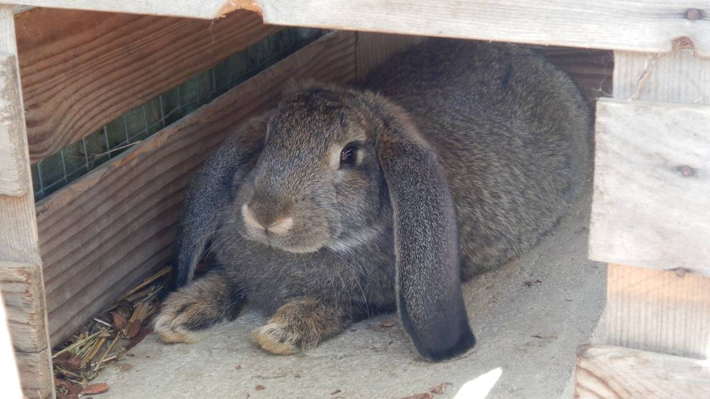 Zeno, Zacharius, Zorro (Die Jungen von Zelda)