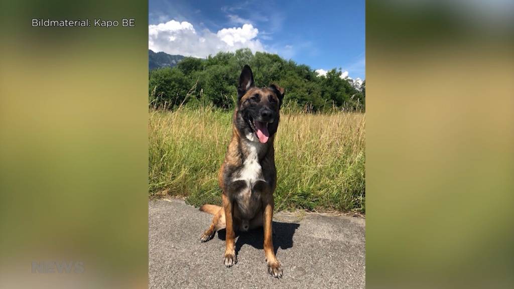 Polizeihund «Gin von der Guldenburg» beisst Sprayer: Täter werden in Interlaken von der Polizei in flagranti erwischt