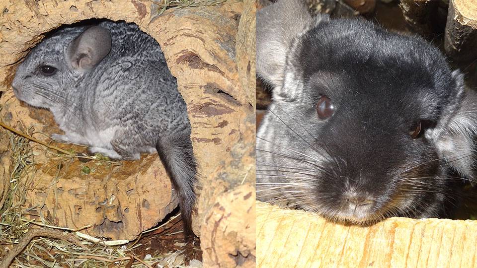 Chinchillas