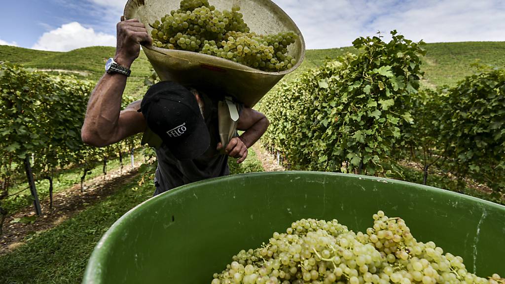 Die Walliser Weinbauern haben 2020 eine qualitativ gute Traubenernte eingefahren. Die Menge war hingegen unterdurchschnittlich. (Archivbild)