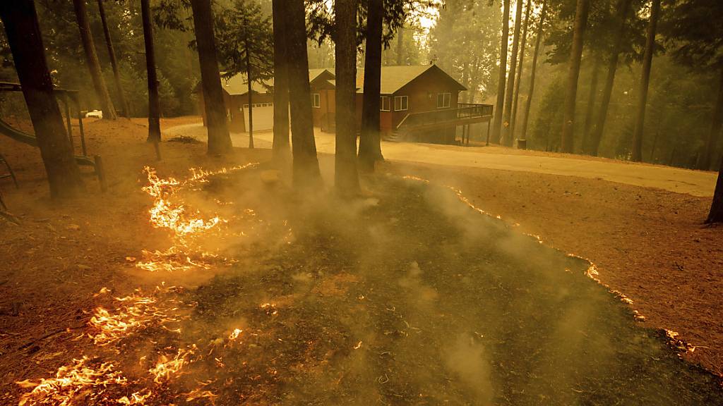 Flammen eines Waldbrandes lodern in einem Waldstück im kalifornischen Grizzly Flats. In Kalifornien kämpfen mehr als 10 000 Feuerwehrleute gegen die Brände an. Das sogenannte Caldor-Feuer ist nach Angaben der Feuerwehr am Mittwoch (Ortszeit) innerhalb von 24 Stunden fast ums Zehnfache angewachsen. Foto: Ethan Swope/FR171736 AP/dpa