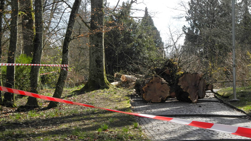 Leben Stadtbäume ungesünder als jene auf dem Land?