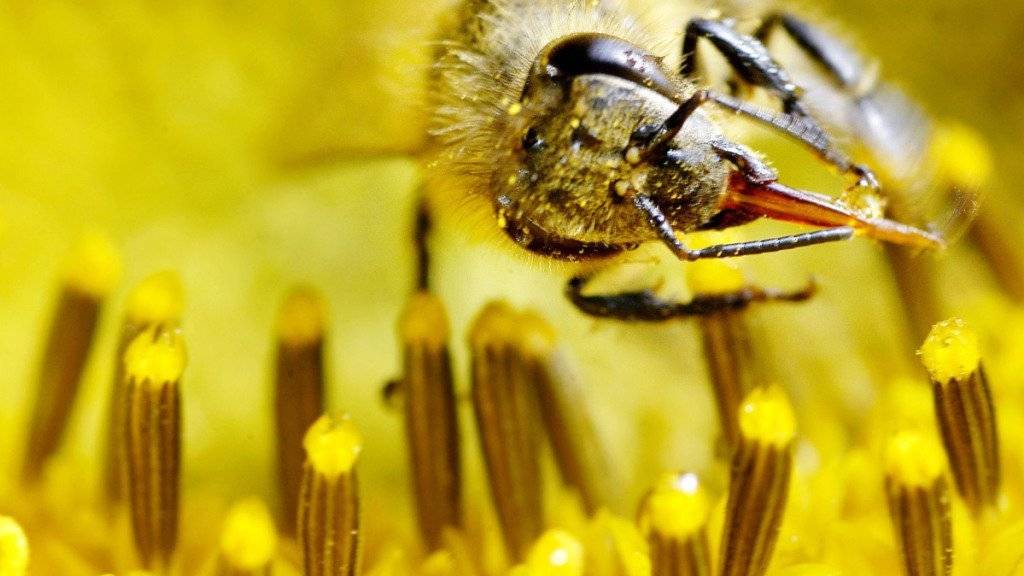 Emsige Sammlerin: Doch nicht nur Nektar und Pollen bringt eine Honigbiene in den Bienenstock zurück, sondern auch Pflanzenschutzmittel aller Art. Eine oft tödliche Mischung für ein Bienenvolk. (Symbolbild)
