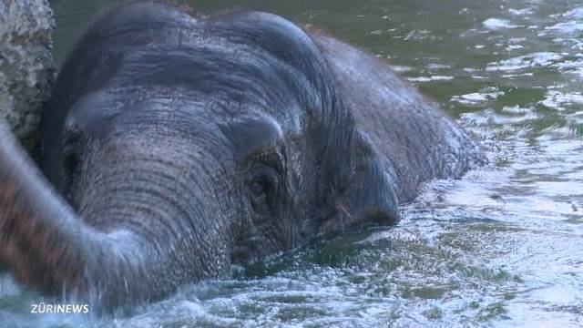 Kinderzoo Rapperswil eröffnet neuen Elefanten-Park