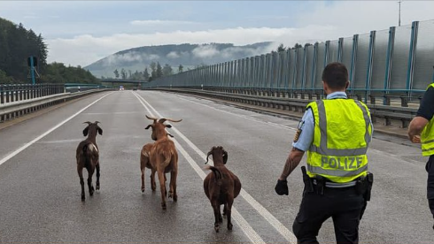 Grosses Gemecker auf der A98 – Ziegen sorgen für Polizeieinsatz 