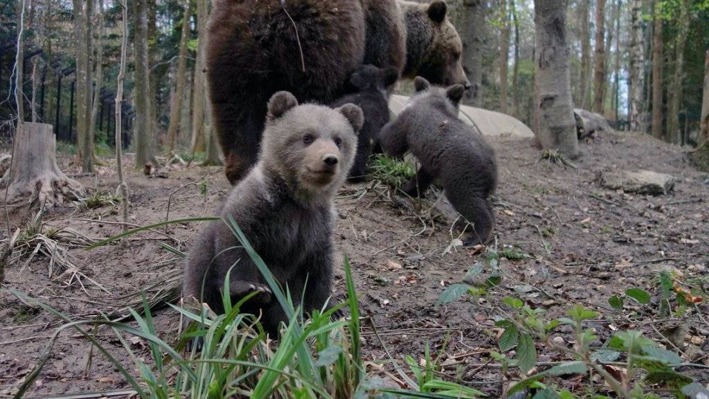 Die drei jungen Braunbären erkunden mit ihrer Mutter die Bärenanlage im Wildnispark Zürich Langenberg.
