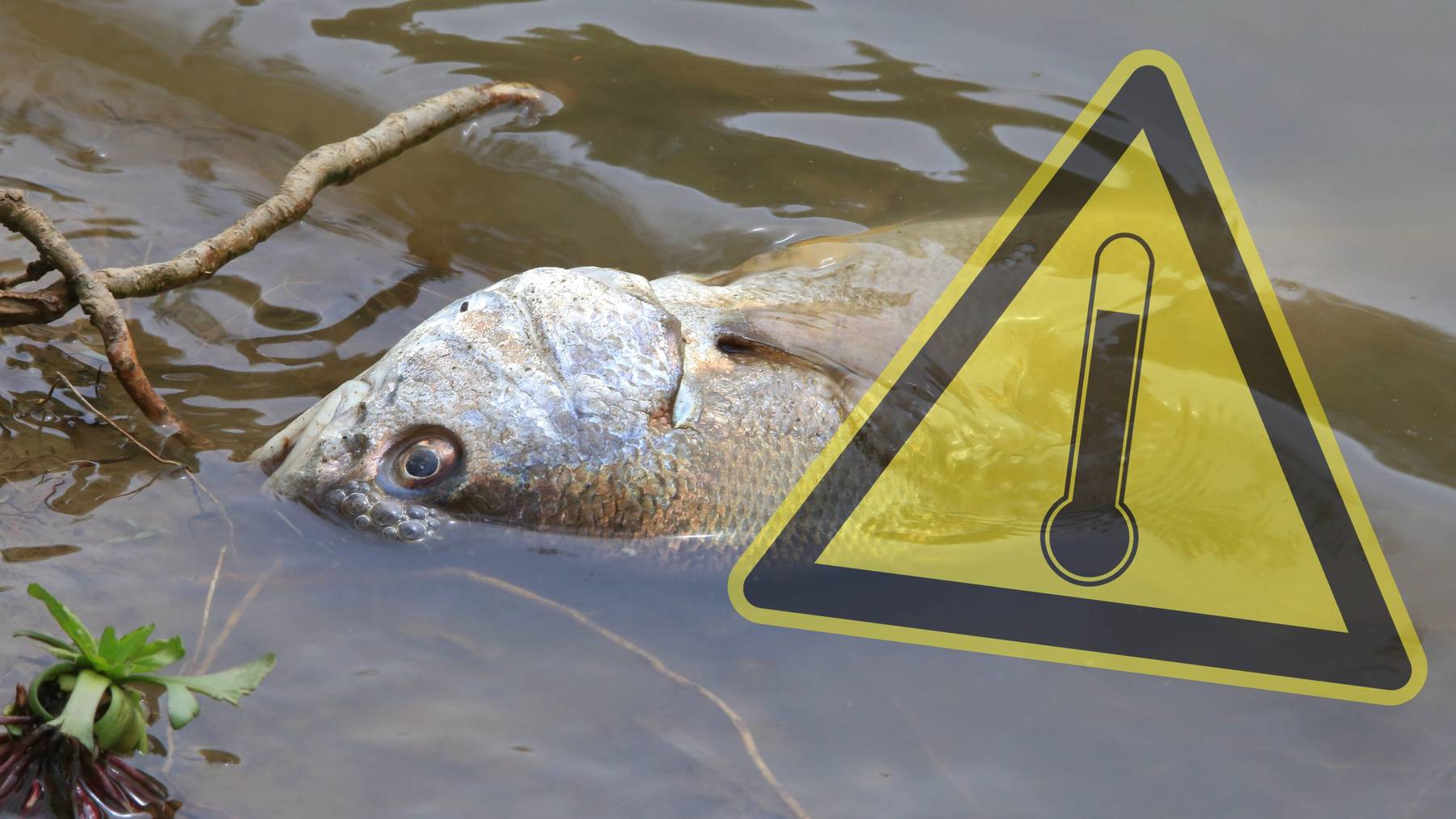 Steigen die Wassertemperaturen über 25 Grad, kann das für die Fische tödlich enden.