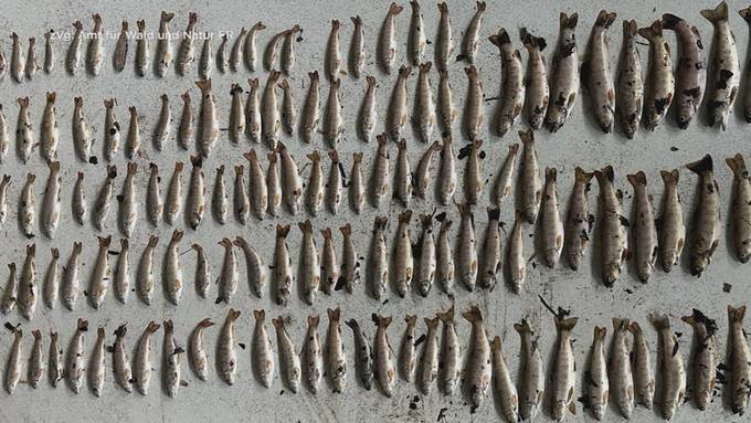 Gülle tötet über 200 Fische