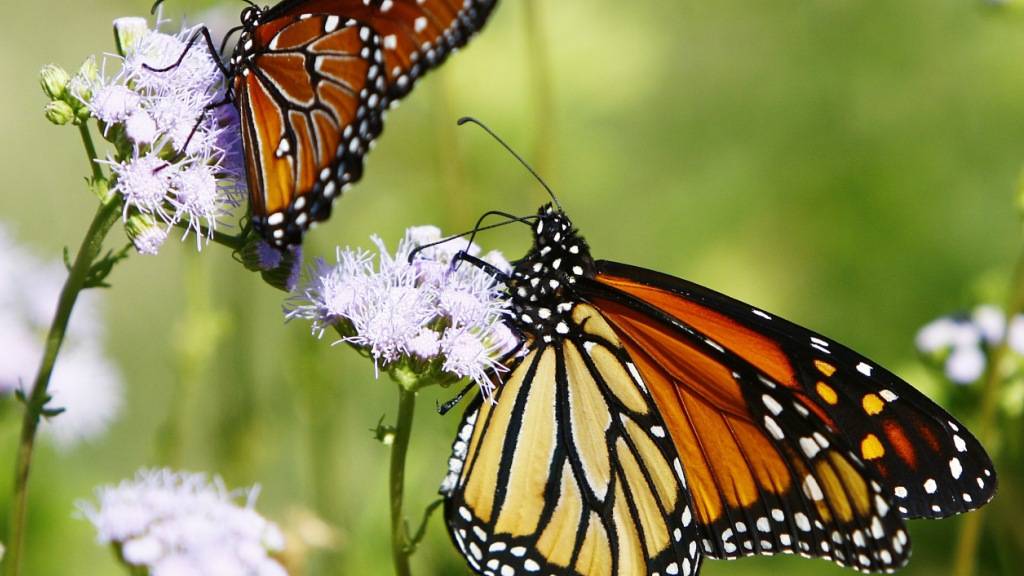 Jedes Jahr im Oktober ziehen die orange-schwarzen Schmetterlinge aus Kanada und den USA bis in den Westen Mexikos. Einige Monate später fliegen sie in die andere Richtung wieder zurück - rund 4000 Kilometer weit. (Archivbild)