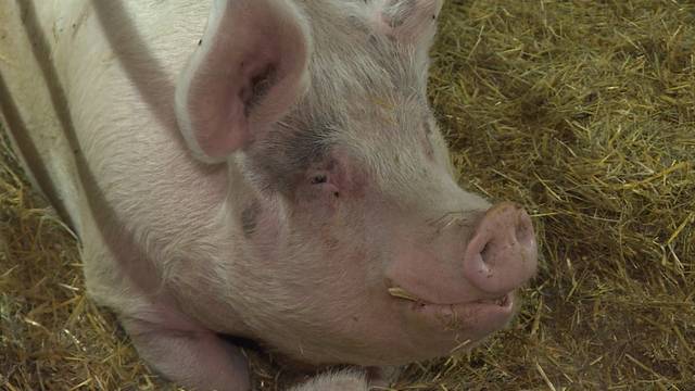 13 Schweine, zwei Kühe und eine Ziege suchen ein Zuhause