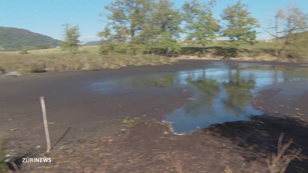 Kaum mehr Wasser in den Kleinseen: Viele Fische verenden