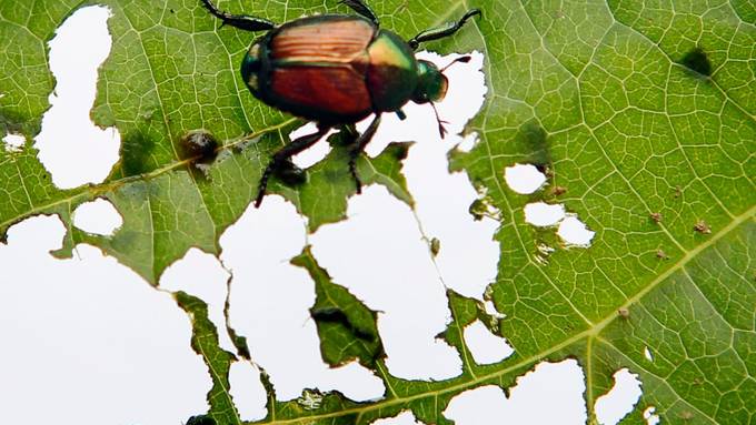 Japankäfer bedrohen das Naturschutzgebiet am Lauerzersee