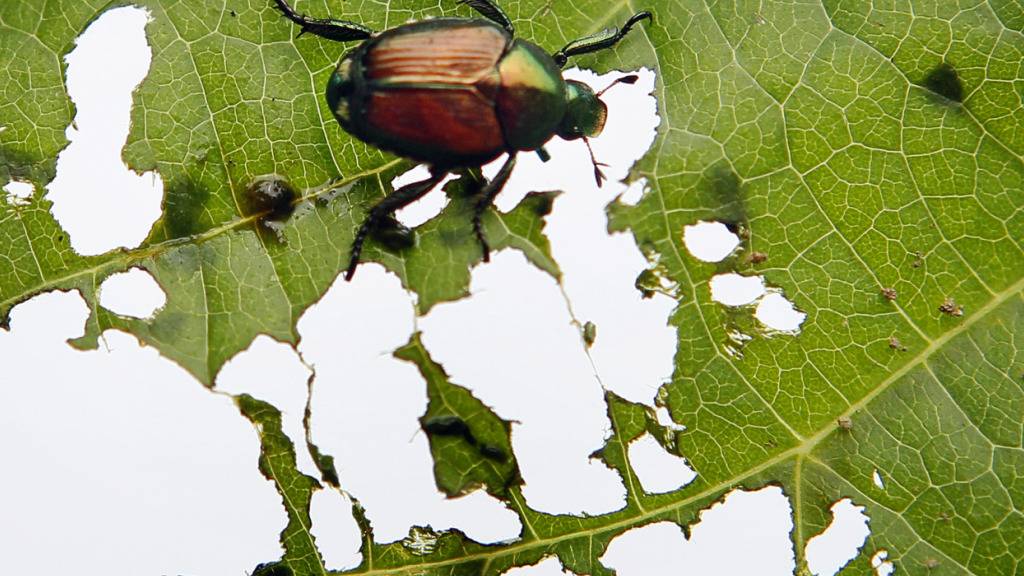 Die im Naturschutzgebiet Sägel beim Lauerzersee SZ gefundenen Japankäfer, hier ein Beispiel aus dem Ausland, sollen durch Fadenwürmer bekämpft werden. (Archivbild)