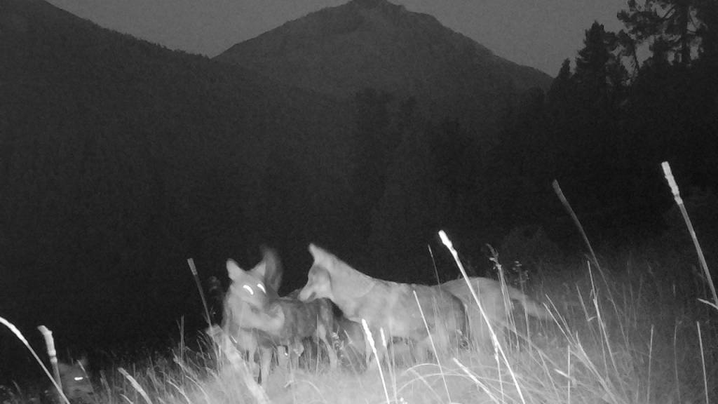 Die ersten Jungwölfe im Schweizerischen Nationalpark tappten in Fotofallen, die eigens für die Suche nach einem Wolfsrudel aufgestellt wurden.