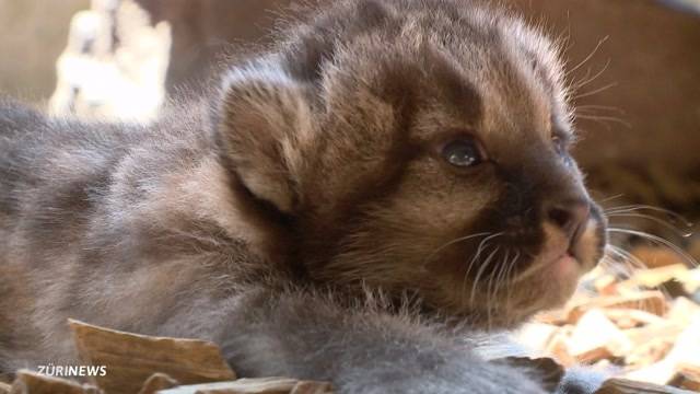 Pumababys im Plättli Zoo geboren