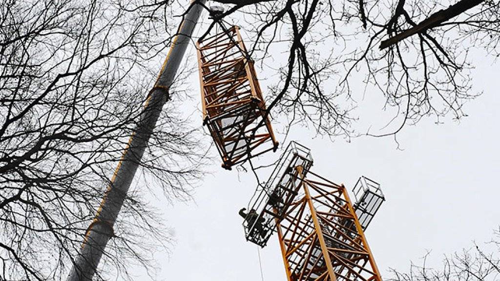 Ein 50 Meter hoher Baukran wird in Hölstein BL installiert. Er erlaubt es den Forschenden, in den Baumkronen Beobachtungen anzustellen.