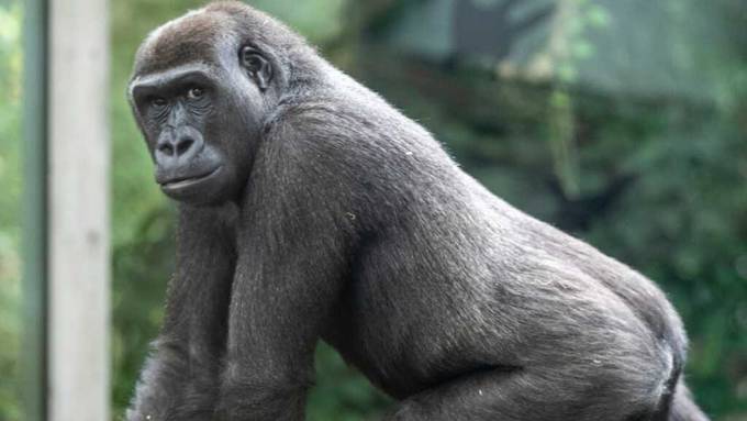 Zürcher Zoo muss Gorilla-Weibchen einschläfern